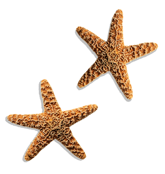 starfishdouble